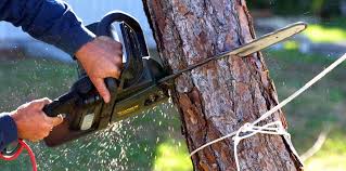 Best Tree Preservation Services  in Victoria, MN