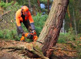 Best Storm Damage Tree Cleanup  in Victoria, MN