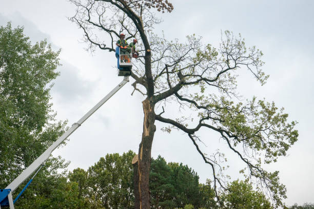 Best Tree and Shrub Care  in Victoria, MN