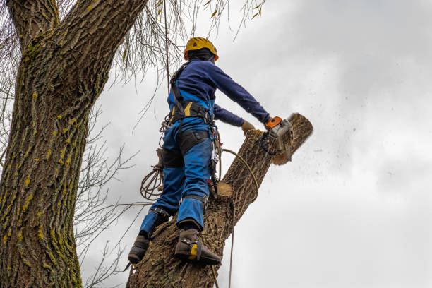 Best Tree Cabling and Bracing  in Victoria, MN