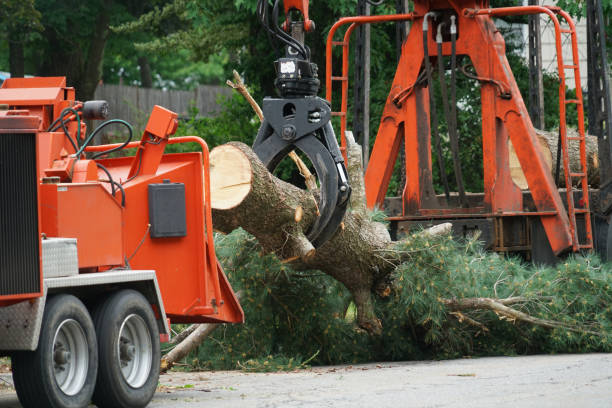 Best Grass Overseeding  in Victoria, MN