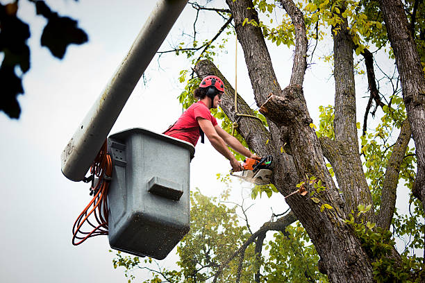 Best Palm Tree Trimming  in Victoria, MN