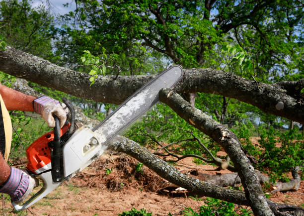 Victoria, MN Tree Removal Company